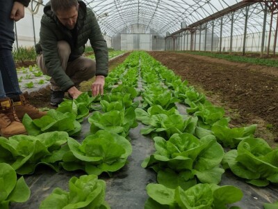 Agrofood organska proizvodnja