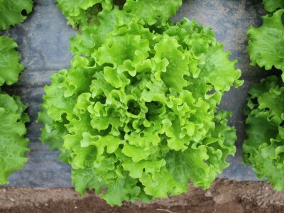 Agrofood organska proizvodnja