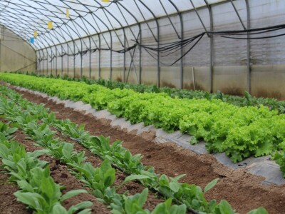 Agrofood organska proizvodnja