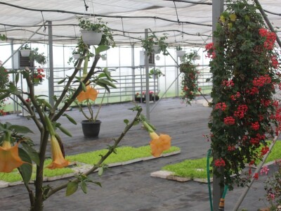 Agrofood organska proizvodnja