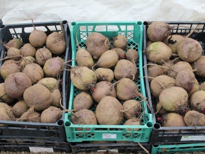 Agrofood organska proizvodnja