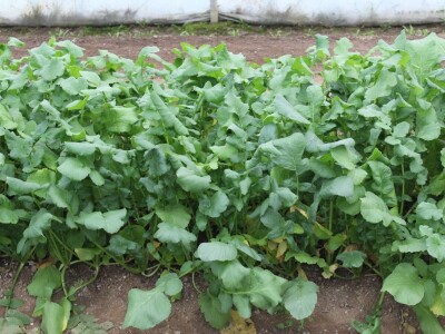 Agrofood organska proizvodnja