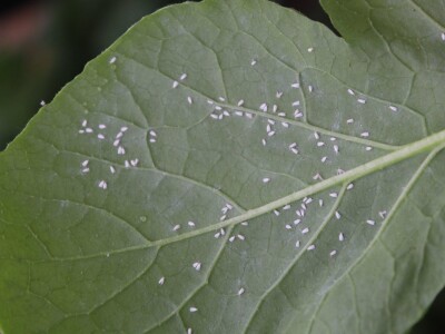 Agrofood organska proizvodnja
