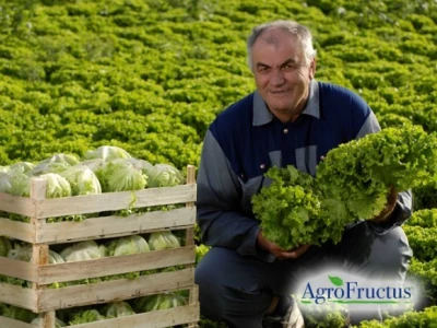 Uzgoj salate na poljima kooperanata