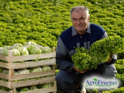 Uzgoj salate na poljima kooperanata