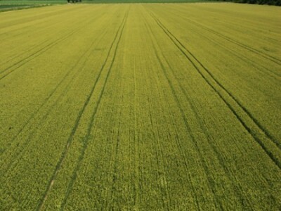 Uzgoj na poljima kooperanata