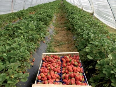 Uzgoj u domaćim plastenicima