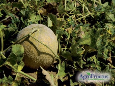 Proizvodnja kooperanata