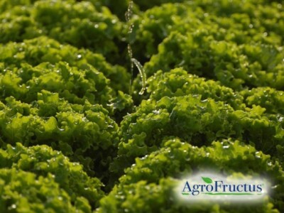 Uzgoj na poljima kooperanata