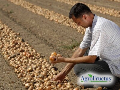 Uzgoj luka na poljima kooperanata
