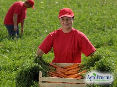 Uzgoj na poljima kooperanata