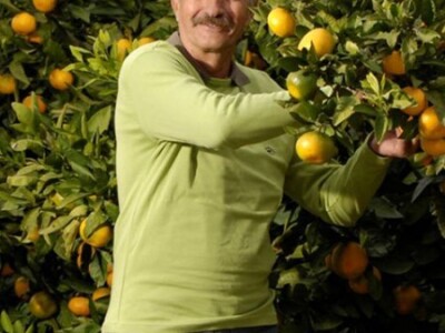 Uzgoj mandarina na poljima kooperanata