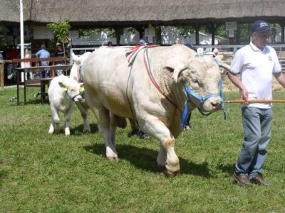 XX. stočarski i ratarski dani u Hódmezővásárhely-u