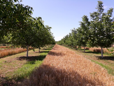 Agroinova FAZOS: Usjevi pod orahom Agroinova FAZOS: Usjevi pod orahom
