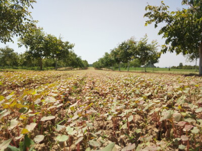 Agroinova FAZOS: Usjevi pod orahom Agroinova FAZOS: Usjevi pod orahom