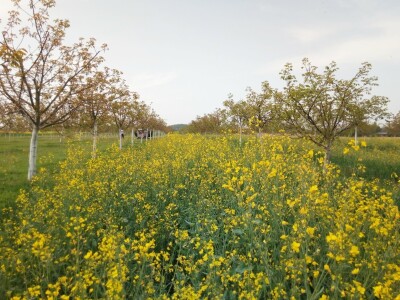 Agroinova FAZOS: Usjevi pod orahom Agroinova FAZOS: Usjevi pod orahom