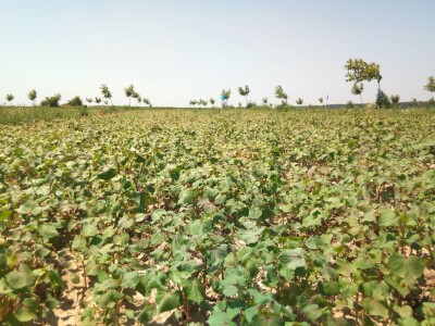 Agroinova FAZOS: Usjevi pod orahom Agroinova FAZOS: Usjevi pod orahom