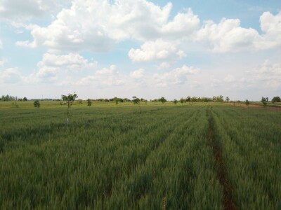 Agroinova FAZOS: Usjevi pod orahom Agroinova FAZOS: Usjevi pod orahom