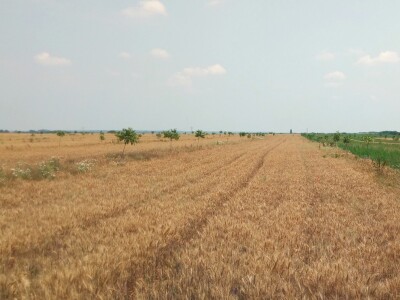 Agroinova FAZOS: Usjevi pod orahom Agroinova FAZOS: Usjevi pod orahom