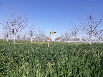 Agroinova FAZOS: Usjevi pod orahom Agroinova FAZOS: Usjevi pod orahom