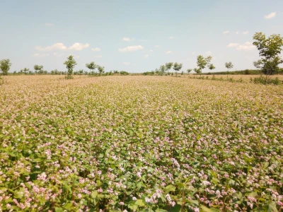 Agroinova FAZOS: Usjevi pod orahom