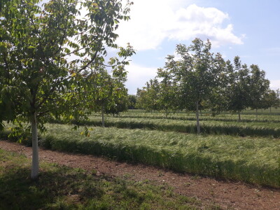 Agroinova FAZOS: Usjevi pod orahom Agroinova FAZOS: Usjevi pod orahom
