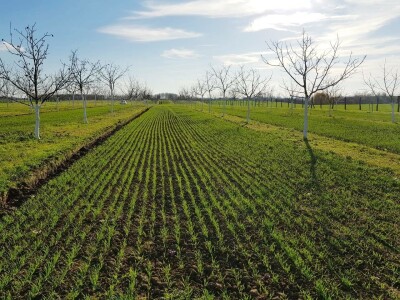 Agroinova FAZOS: Usjevi pod orahom Agroinova FAZOS: Usjevi pod orahom
