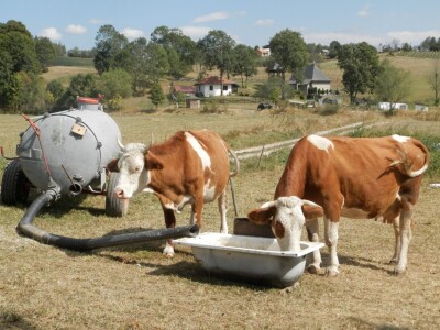 Zlatarski sir kvalitet duguje planinskim travama