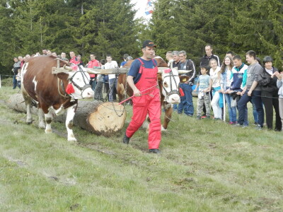 Rabadžije Rabadžije