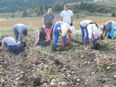 Vađenje krompira Vađenje krompira