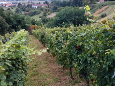 Agroklubov autor godine mr.sc. Dražen Kaučić Agroklubov autor godine mr.sc. Dražen Kaučić
