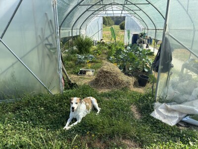 Agroklubova autorica godine 2025, Maja Prištof Ničota