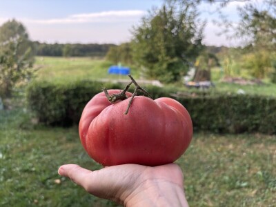 Agroklubova autorica godine 2025, Maja Prištof Ničota