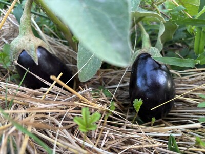 Agroklubova autorica godine 2025, Maja Prištof Ničota