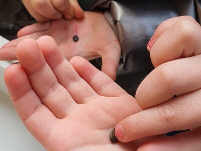 Agroklubova autorica godine 2025, Maja Prištof Ničota