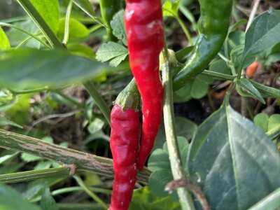 Agroklubova autorica godine 2025, Maja Prištof Ničota