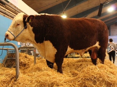 Agromek 2018, Herning, Danska