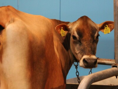 Agromek 2018, Herning, Danska