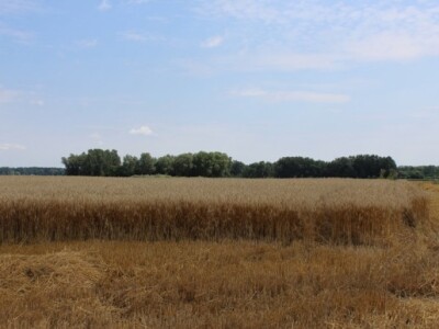 Pšenica Antonius, austrijske sjemenske kuće Saatbau Linz