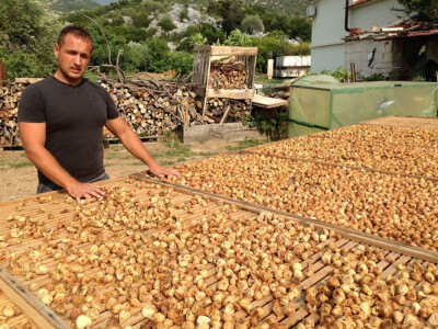 Agronom Tomo Ostojić, vlasnik i direktor OPG Ostojić kod svojih smokava