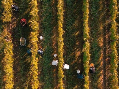 Agronomkinja iz Iloka Martina Šaravanja: "Inovacija i proizvodi dodane vrijednosti ključ su uspjeha u poljoprivredi" Agronomkinja iz Iloka Martina Šaravanja: "Inovacija i proizvodi dodane vrijednosti ključ su uspjeha u poljoprivredi"
