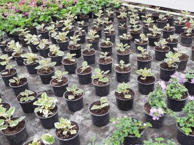 Agronomska škola Zagreb