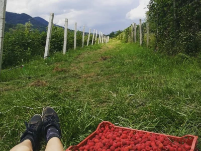 Agroselfie
