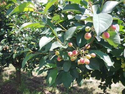 Agrotovarnik voće i povrće