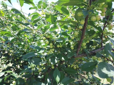 Agrotovarnik voće i povrće