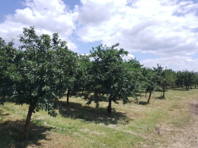 Agrotovarnik voće i povrće