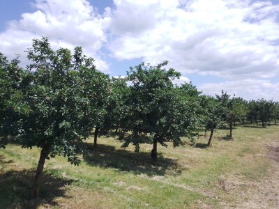 Agrotovarnik voće i povrće
