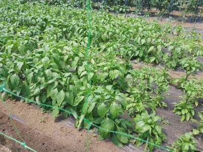 Agrotovarnik voće i povrće