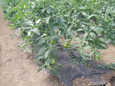 Agrotovarnik voće i povrće