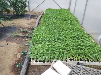 Agrotovarnik voće i povrće